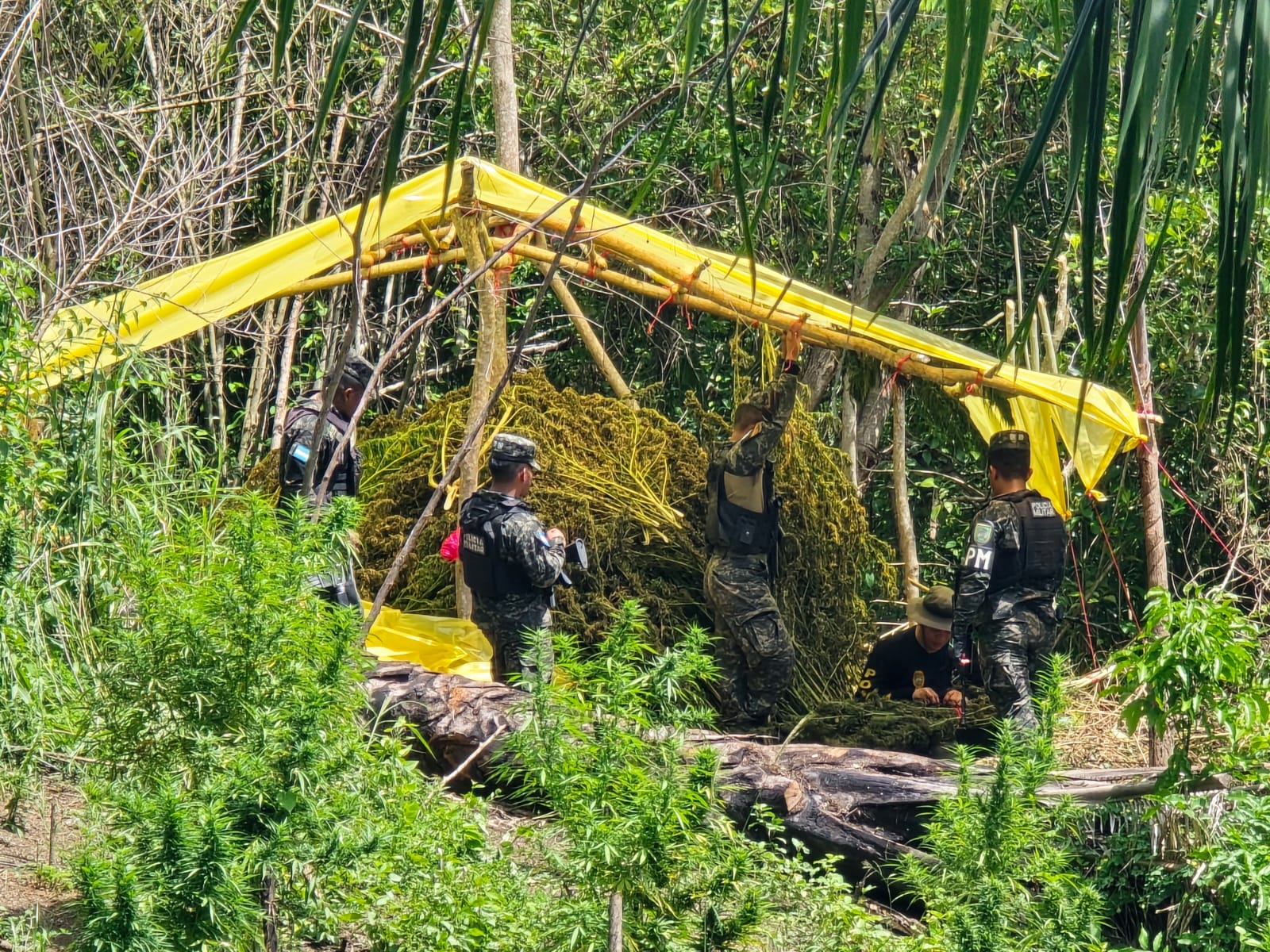 FFAA asegura plantación con 40 mil plantas de marihuana en San Esteban, Olancho